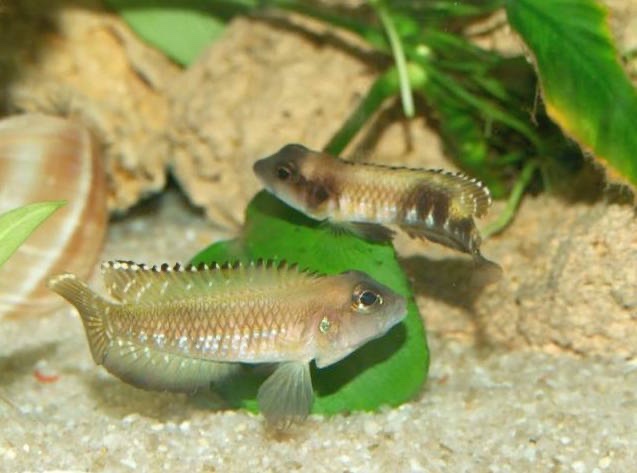 Lamprologus speciosus